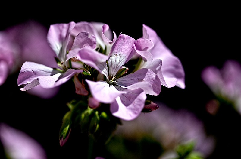 Pink Light