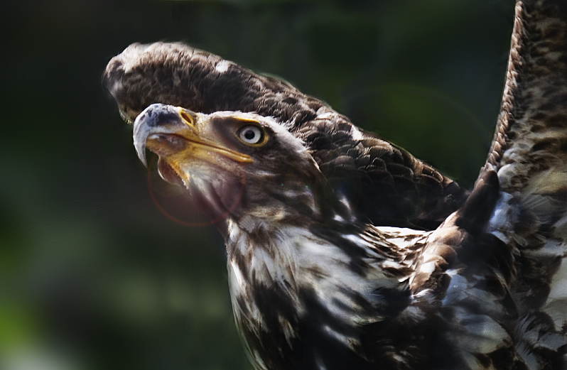 Bald Eagle