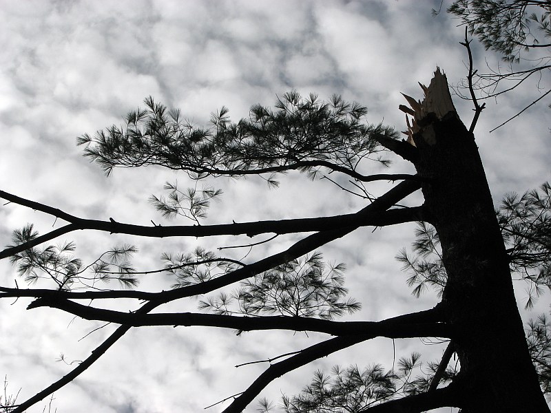 Masterpiece of the Wind*