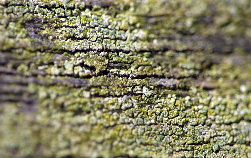 Mossy Bench 2*