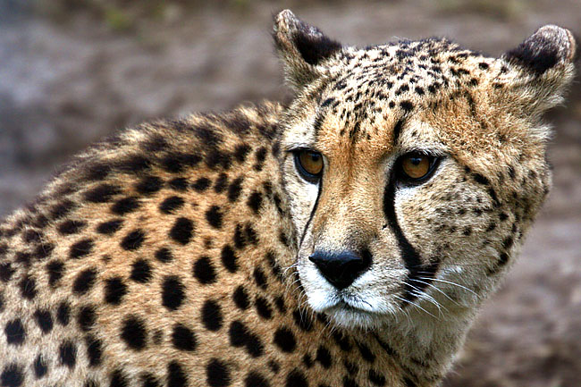 7 -  wildly spotted