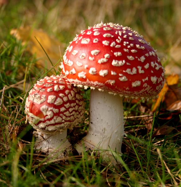 Fly agaric *