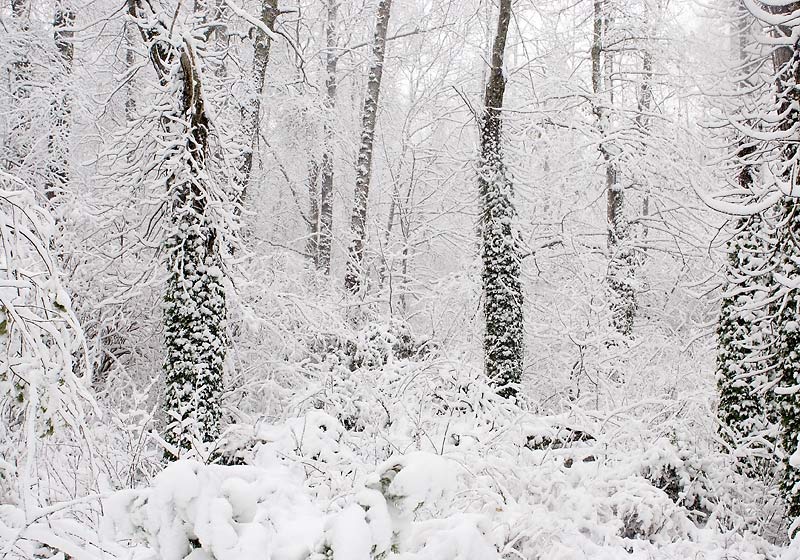 Snow on Ivy *