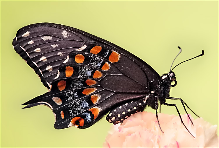 *Swallowtail*