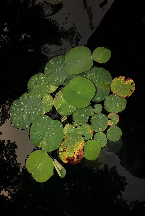 Lily *