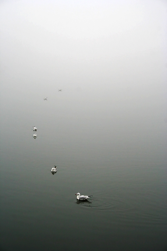 3 - foggy day* <br>by tomiboi