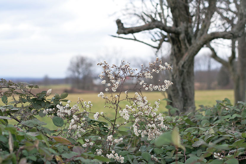 In the berry bushes  *