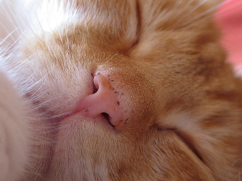 8th: Soft as a kitten * by Rose