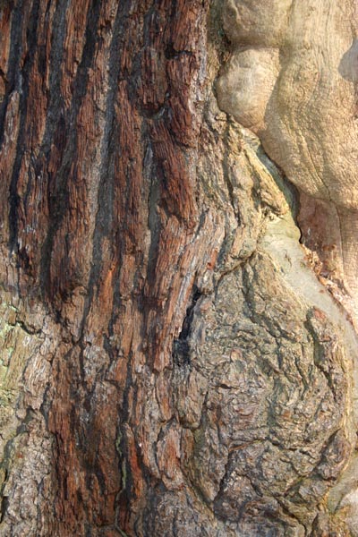 oak * bark