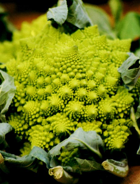 Cauli *