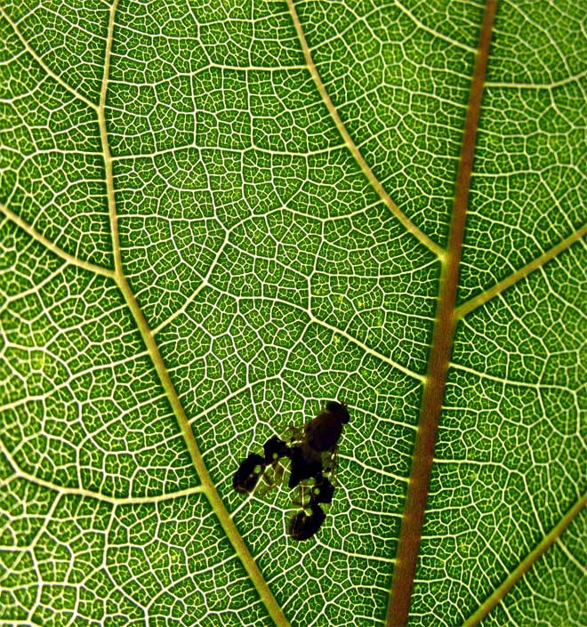 *Insect lost its way in green suburbia