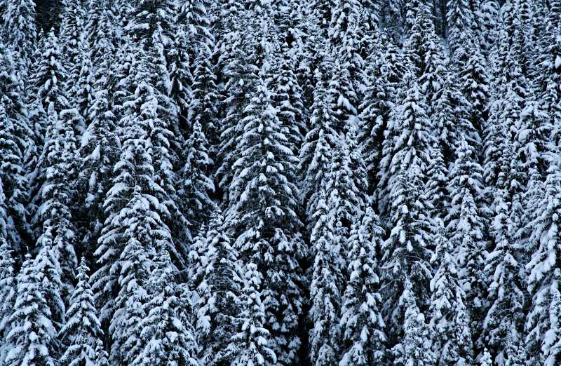 First Snow #3 *