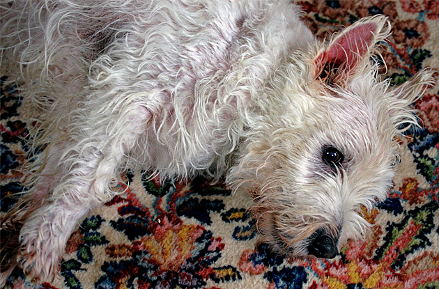 Peteys Bath Day*