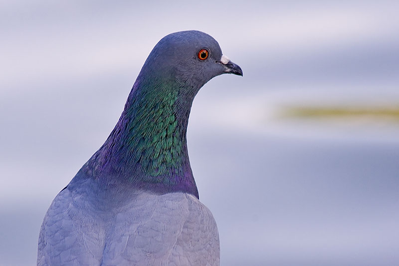 pigeon