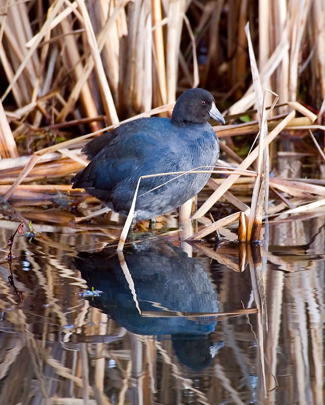 Coot *