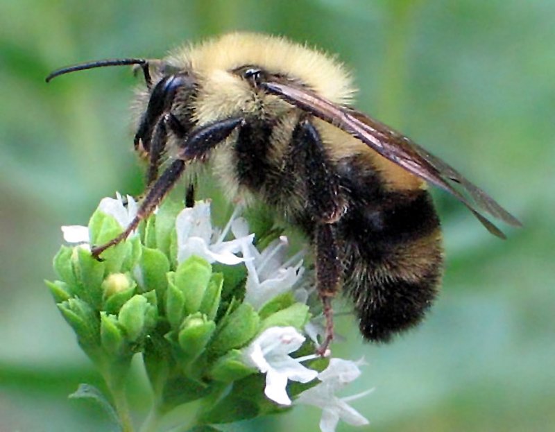 Furry Bumble *
