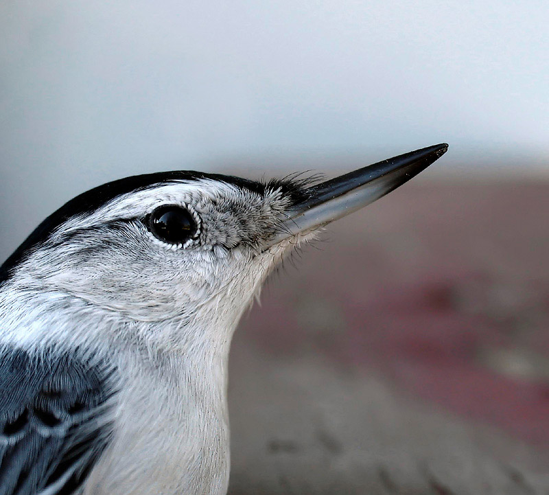 The Nuthatch *