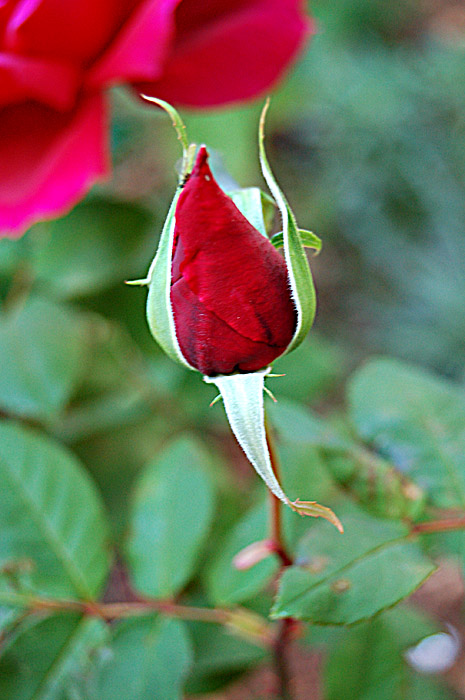 Bud *