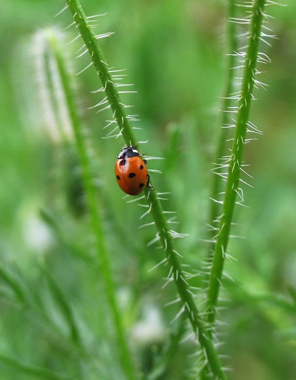 Ladybird *