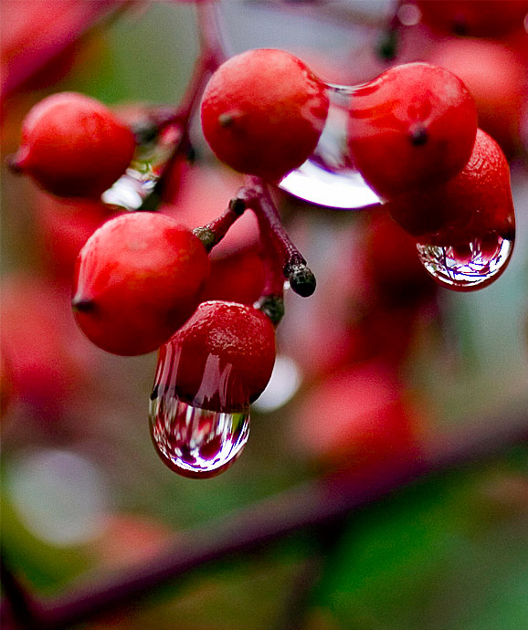 Nandina*