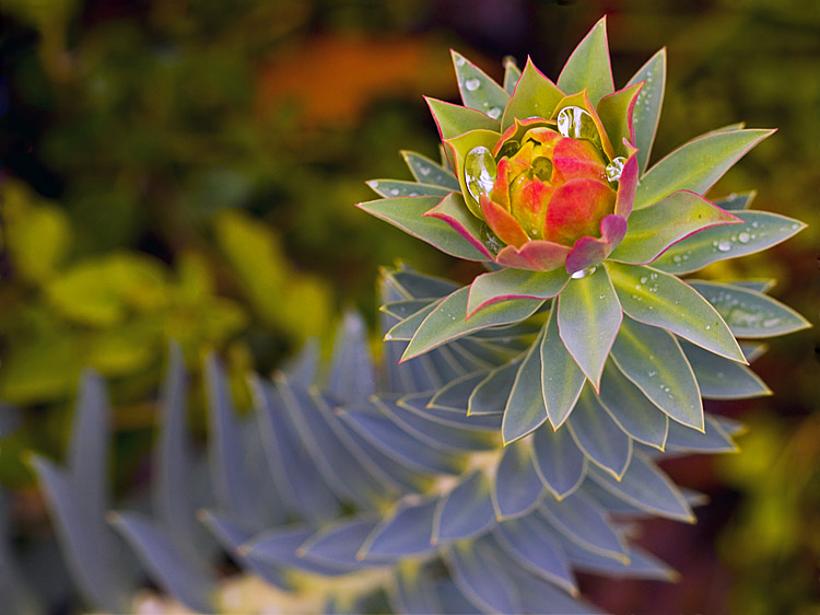 Euphorbia II*