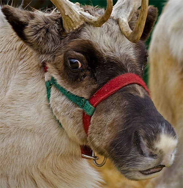 Reindeer*
