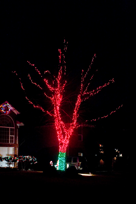 * Winter tree