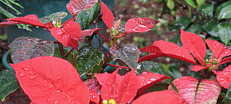 Christmas Rain