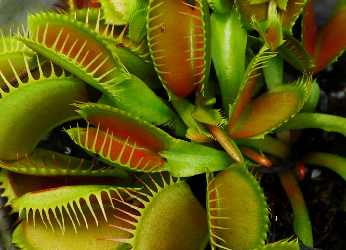 Venus Fly Trap *