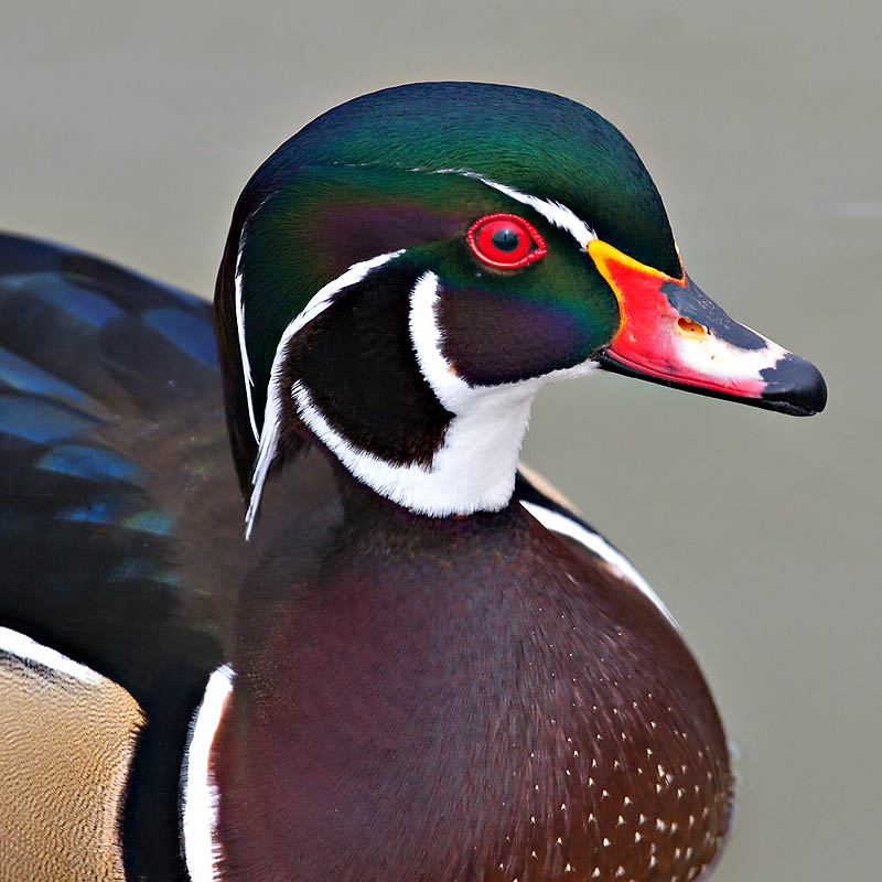 Mr. Wood Duck *