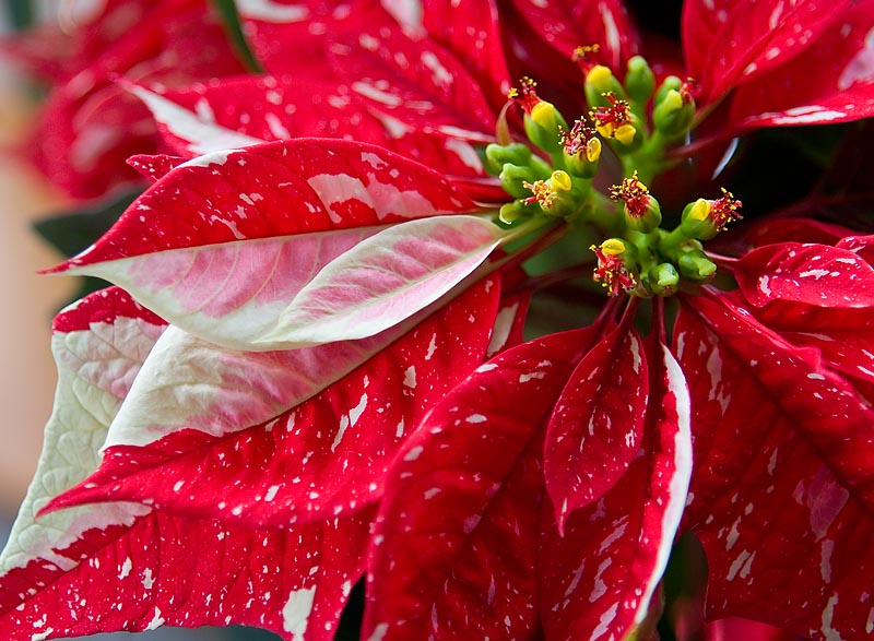Poinsettia *