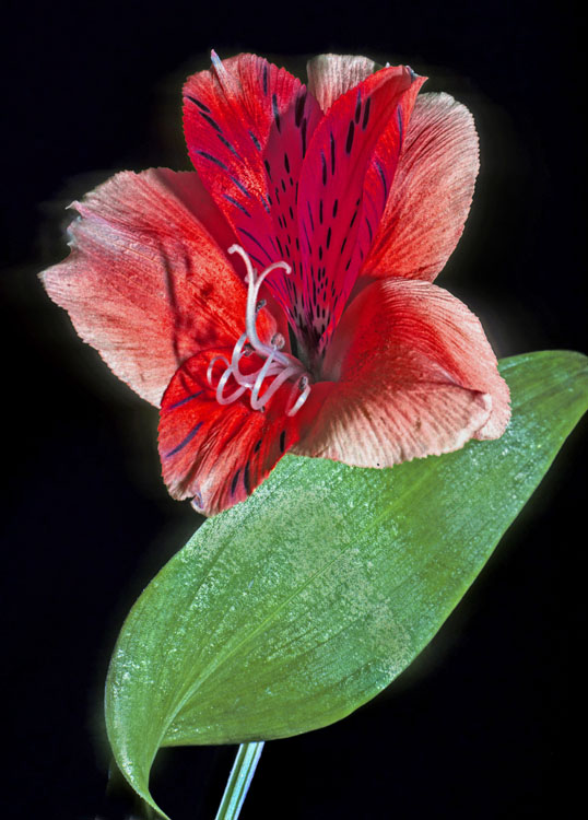 Red flower