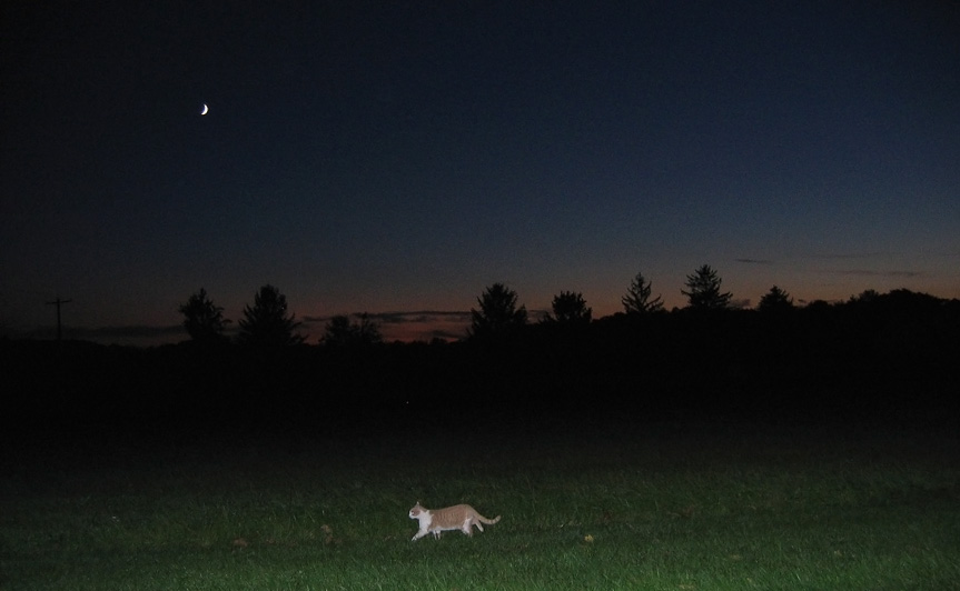 Night  kitty   *