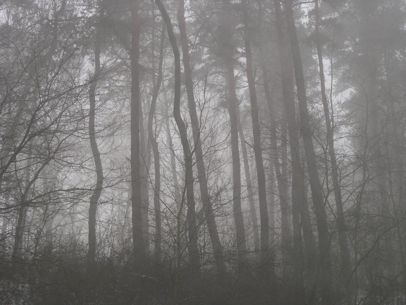 Deep Forest*