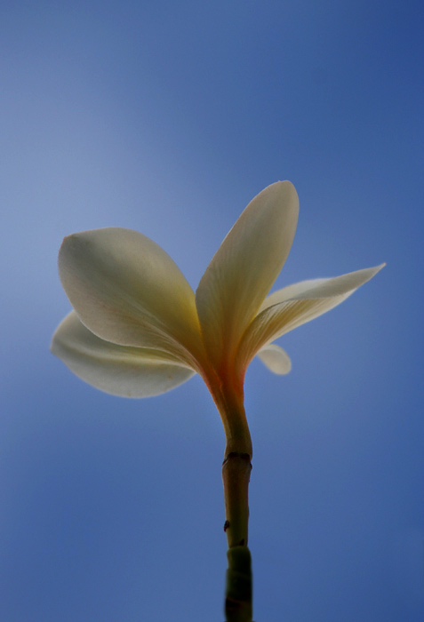 Flower *