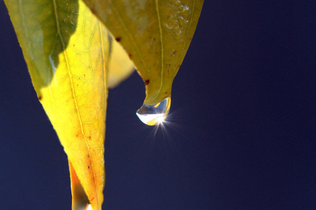 Melting Dew*