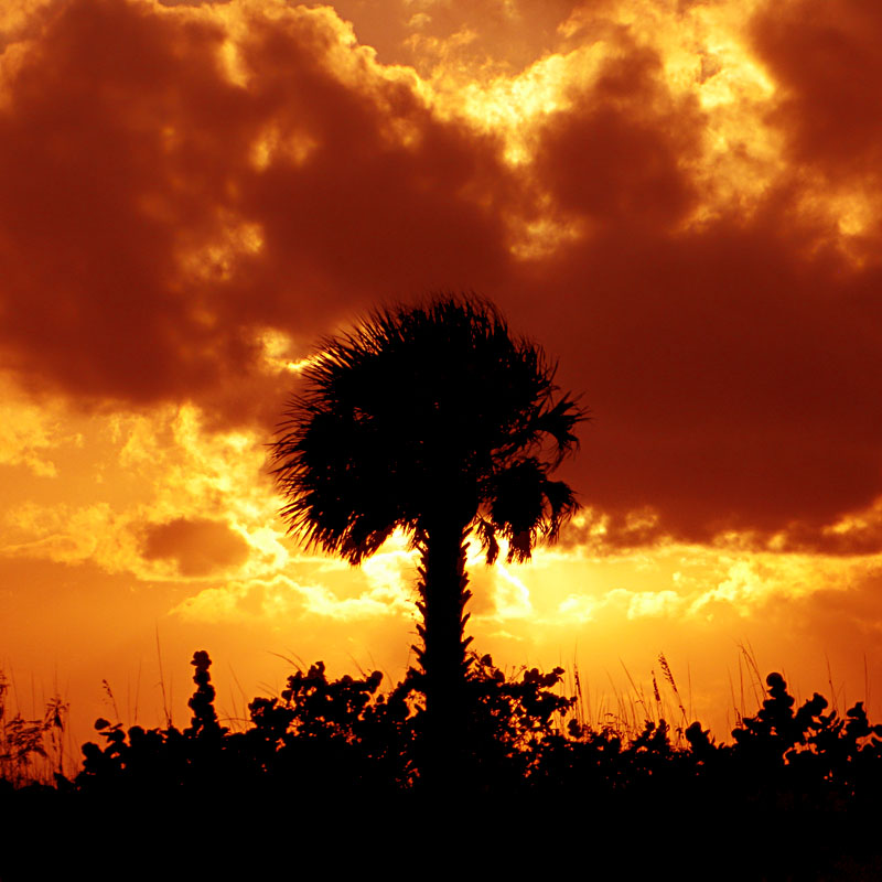 Lone Palm