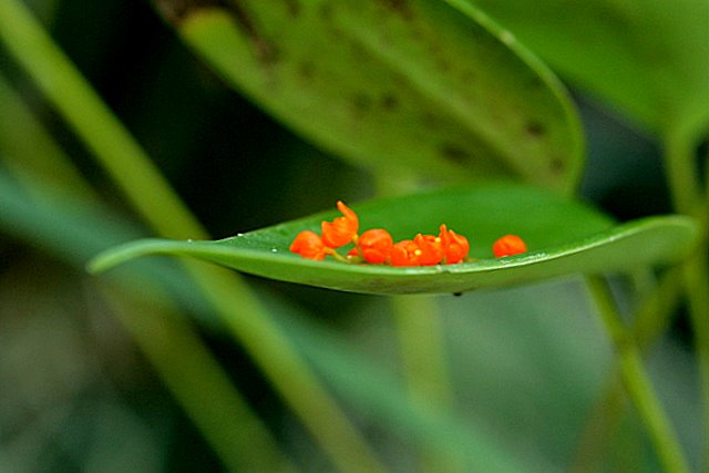 Mini Orchid*