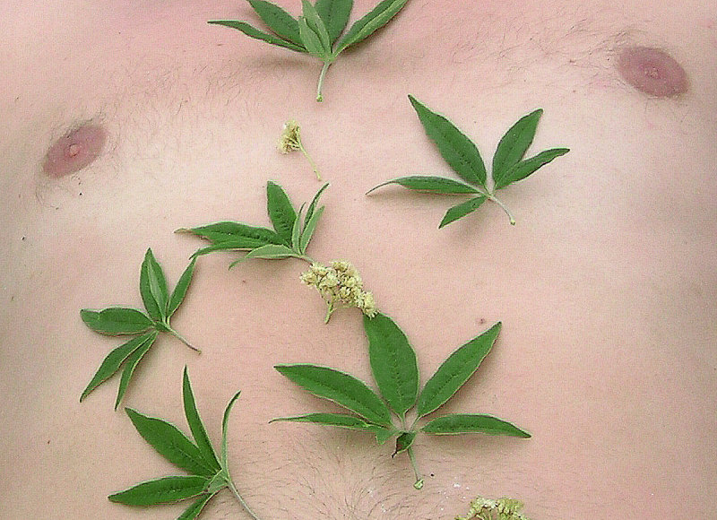 nipple or not nipple*