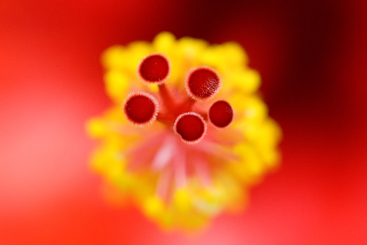 Abstract*