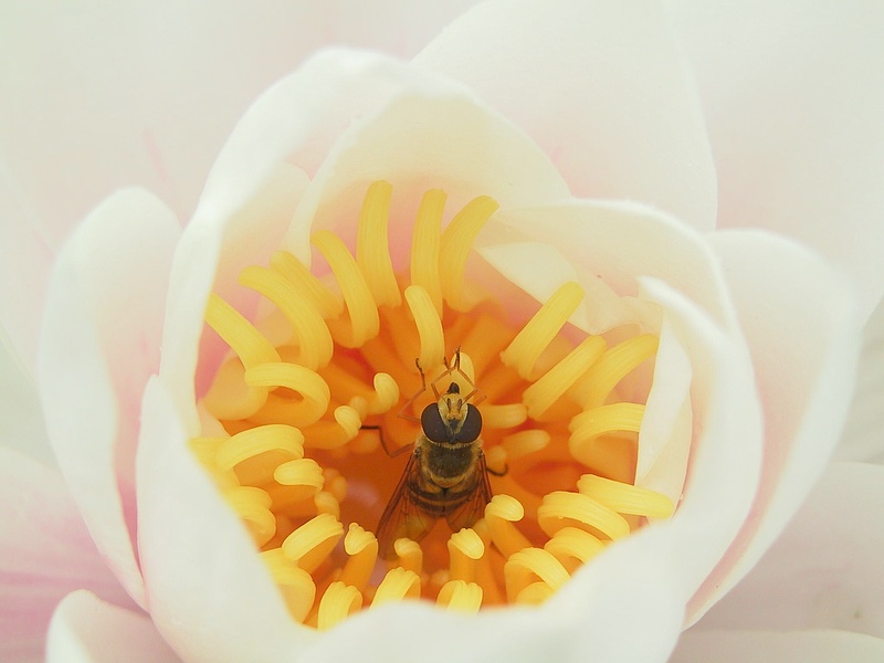 Water Lily *