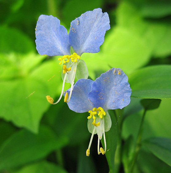 Little weeds  *