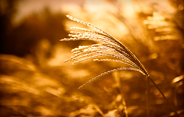10th: Golden Reed <br>by Lonnit Rysher