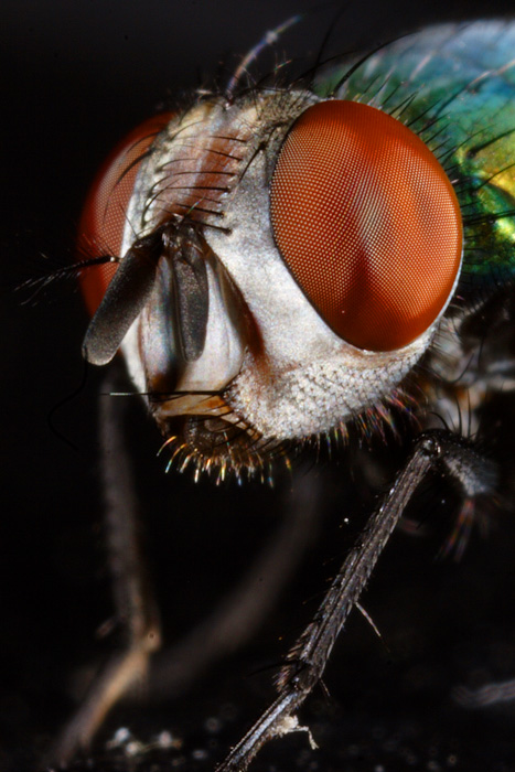 3rd: Portrait of a fly* by RK