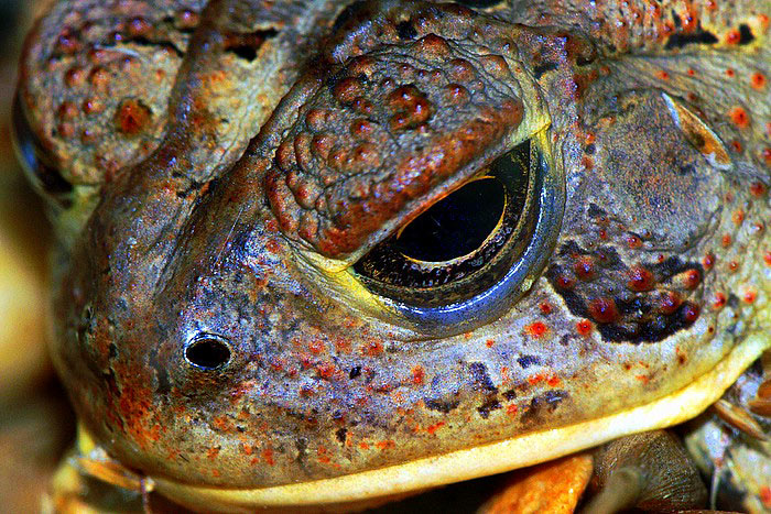 9th: Mr. Frog by RK