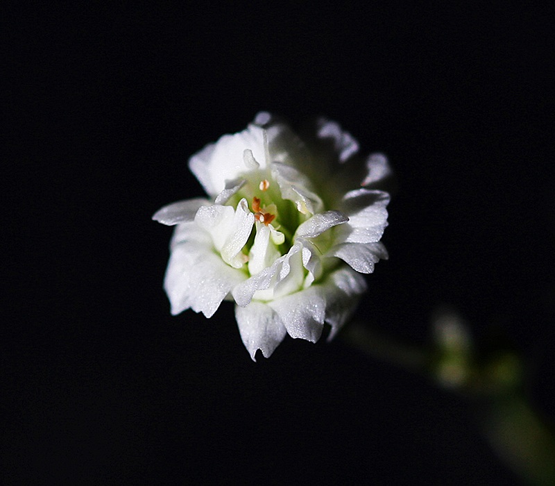 Single Babys Breath Ver.3