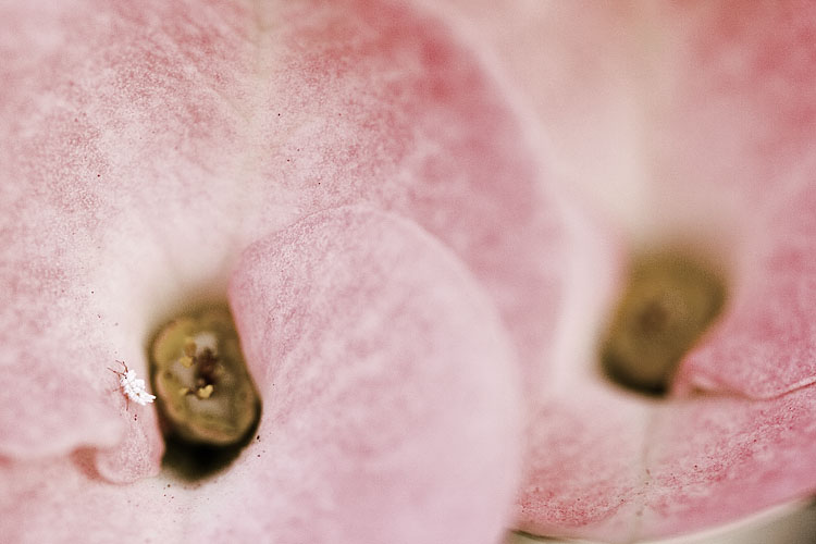 The Fibonacci sequence*