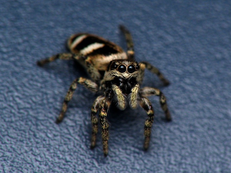 Jumping Spider smiling for the camera *