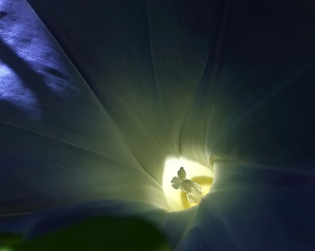 Morning Glory *