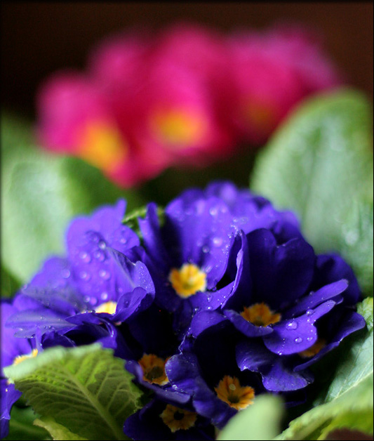 Primroses *